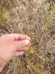 Aspalathus retroflexa