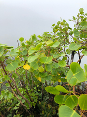 Cheirodendron platyphyllum