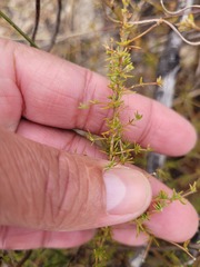 Aspalathus retroflexa