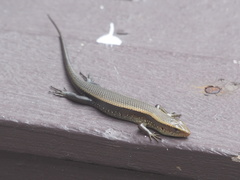 Eutropis multifasciata