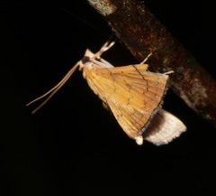 Hyalobathra