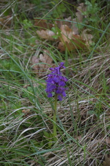 Anacamptis morio