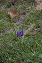 Anacamptis morio