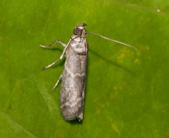 Ectomyelois ceratoniae