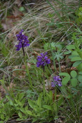 Anacamptis morio