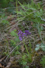 Anacamptis morio
