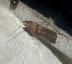 Hypargyria metalliferella
