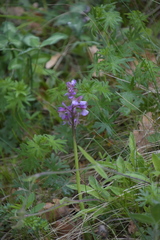 Anacamptis morio