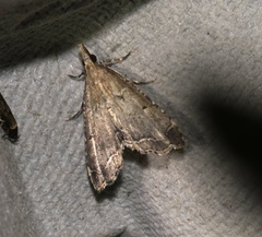 Diplopseustis perieresalis