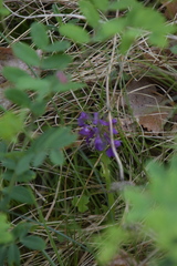 Anacamptis morio