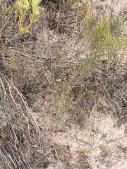 Marasmodes defoliata