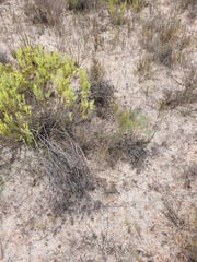 Marasmodes defoliata
