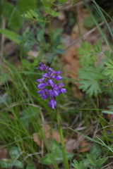 Anacamptis morio