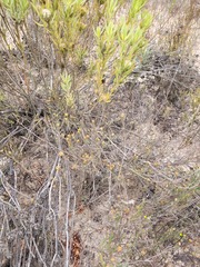 Marasmodes defoliata