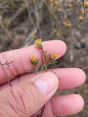 Marasmodes defoliata