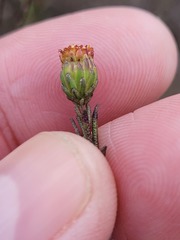 Marasmodes defoliata
