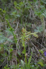 Dactylorhiza sambucina