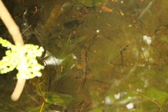 Lissotriton maltzani