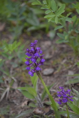 Anacamptis morio