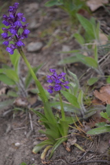 Anacamptis morio