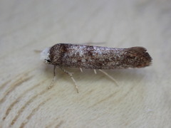 Swammerdamia pyrella