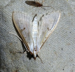 Palpita warrenalis
