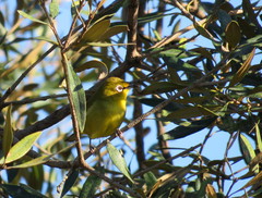 Zosterops virens virens