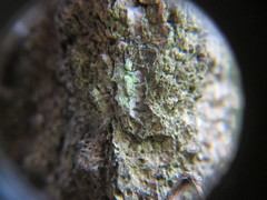 Bacidia rubella