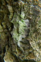 Bacidia rubella
