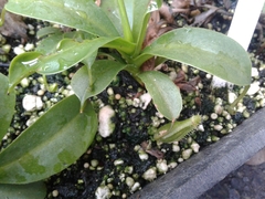 Nepenthes distillatoria
