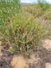 Leucadendron cinereum