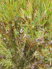 Leucadendron cinereum