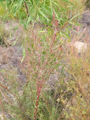 Leucadendron cinereum