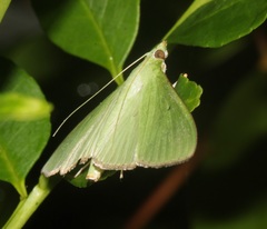 Parotis punctiferalis