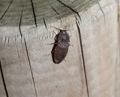 Elateridae