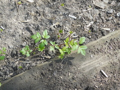 Aegopodium podagraria