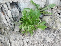 Taraxacum officinale