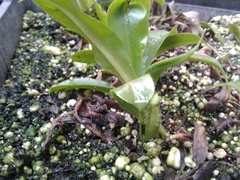 Nepenthes distillatoria