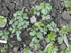 Aegopodium podagraria