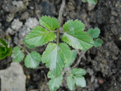 Aegopodium podagraria