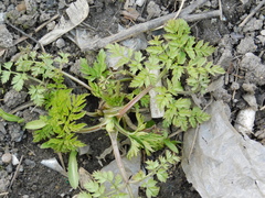 Anthriscus sylvestris