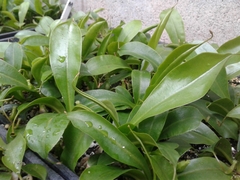 Nepenthes distillatoria