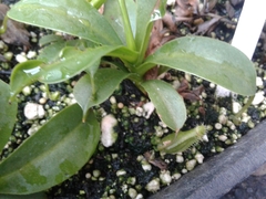 Nepenthes distillatoria