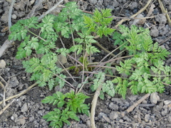 Anthriscus sylvestris