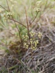 Trinia glauca