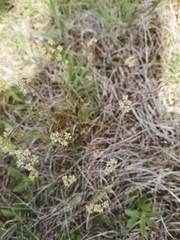 Trinia glauca