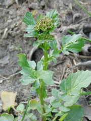 Barbarea vulgaris