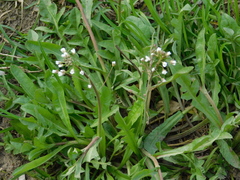 Capsella bursa-pastoris