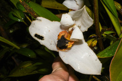 Maxillaria grandiflora