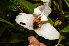 Maxillaria grandiflora